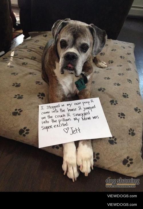 Poop Scoop
I stepped in my own poop, came into the house and… Poop Scoop
I stepped in my own poop, came into the house and…