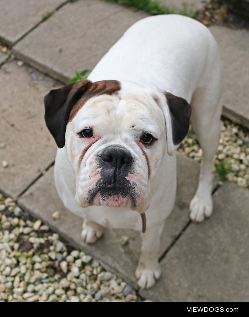 This is Evie. She’s a three year old white boxer. She was…