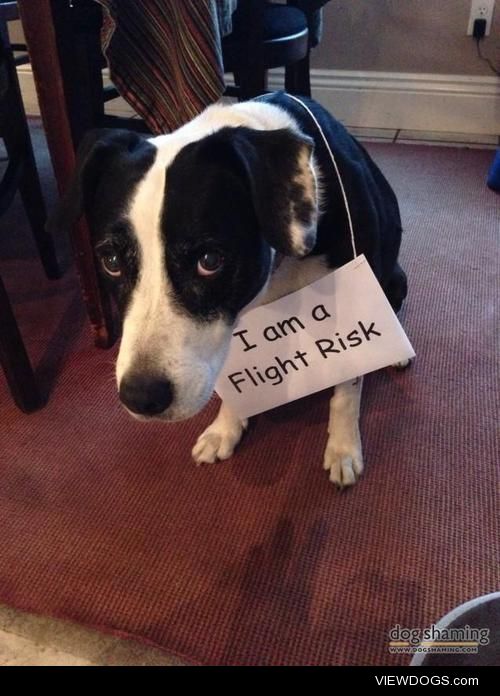 Flight Risk

Clementine, at the ripe old age of 12, has learned…