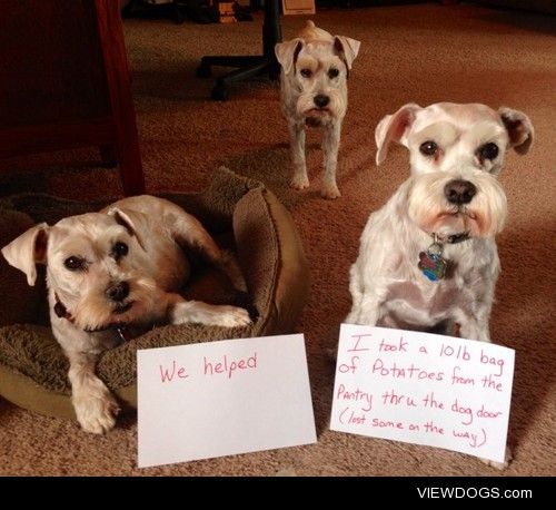 Schnauzer Posse

Potatoes left a trail through the house and out…