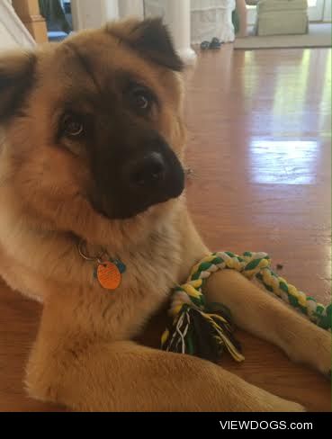 This is my sweet 9 month old boy named Bear. Is dad was full…