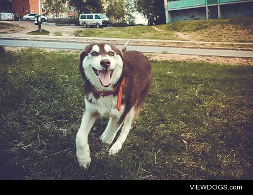 huskydogfromrussia:

Michy’s happy