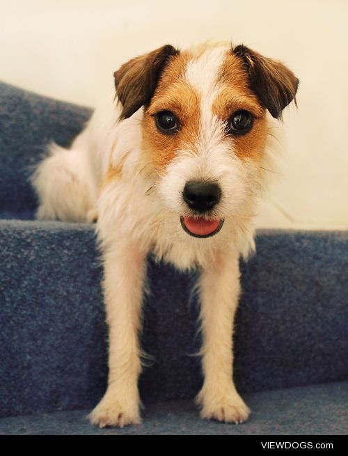 megpricephotography:

Wally. 
My dad’s partner’s little…