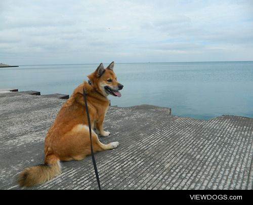 Flynn (half shiba inu, half corgi) at Lake Michigan.