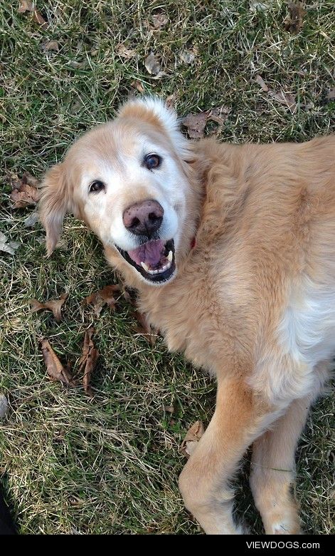 My golden retriever Sunny. :) 