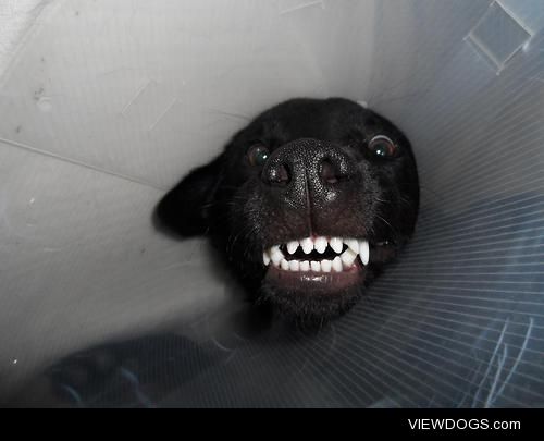 Logan when he was wearing his “cone of shame”. Very heeere’s…