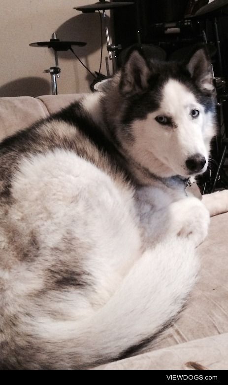 Our Husky, Ashley. She’s approximately twelve, survived…