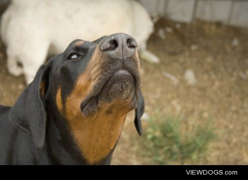 My Dober baby Gretel just looking right at the camera for me .