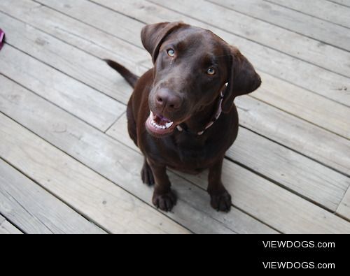 Autumn is my family’s 7 year old purebred lab, she’s stinky and…
