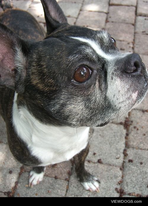 Hank, my 8 year old Boston Terrier.