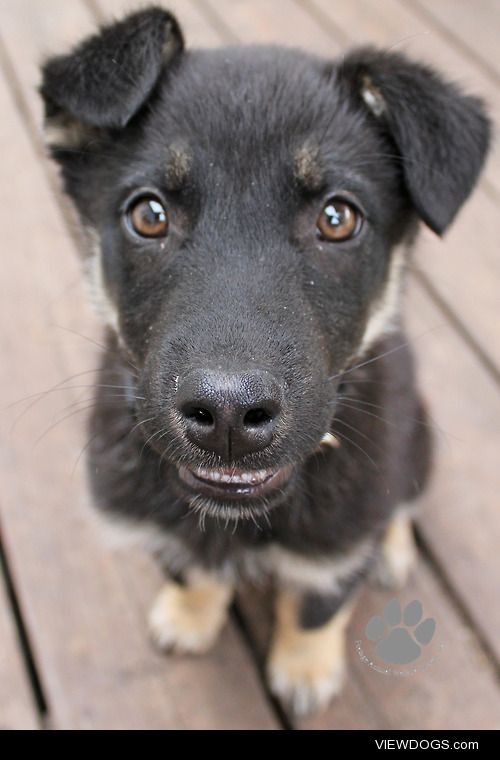 This is Solo – she’s 3 months old, already knows sit and her…