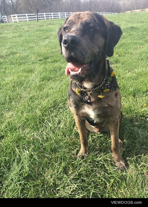 My big baby boy, Diesel, at 9 months old. Great Dane/Catahoula…