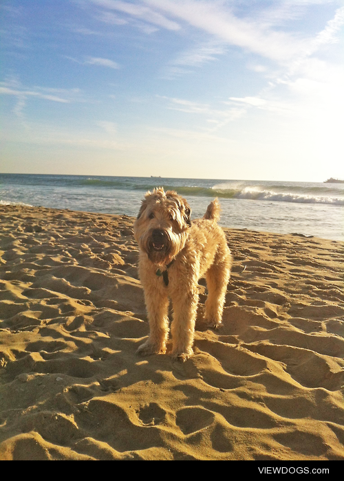 My wheaten terrier, Moose, in his favorite place in the world!