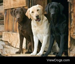 labrador-retriever-1