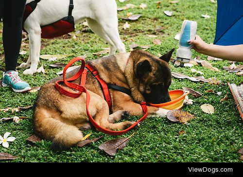 “My bowl!” – Hugo
Zara is in the background, still curious about…