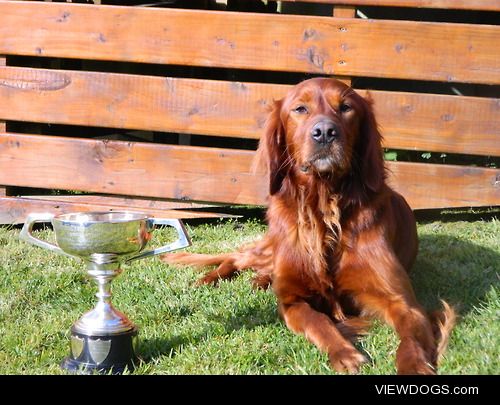 my handsome red setter Rusty and his trophy.