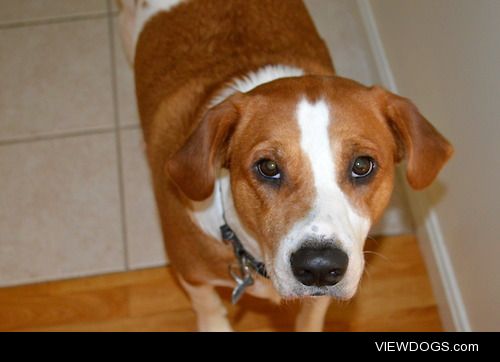 My three year old retriever / hound mix, Stan! He’s the happiest…