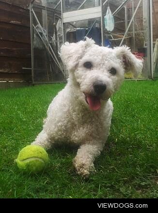 My Aunt’s one and a half year old Bichon Frise, Teddy. 