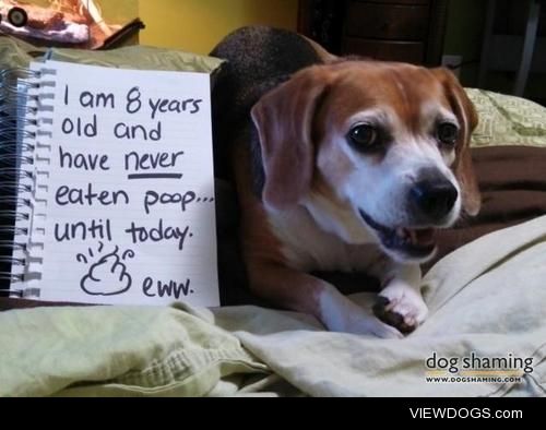 Old Dog, New Shame.

As a beagle, Autumn has put some pretty…