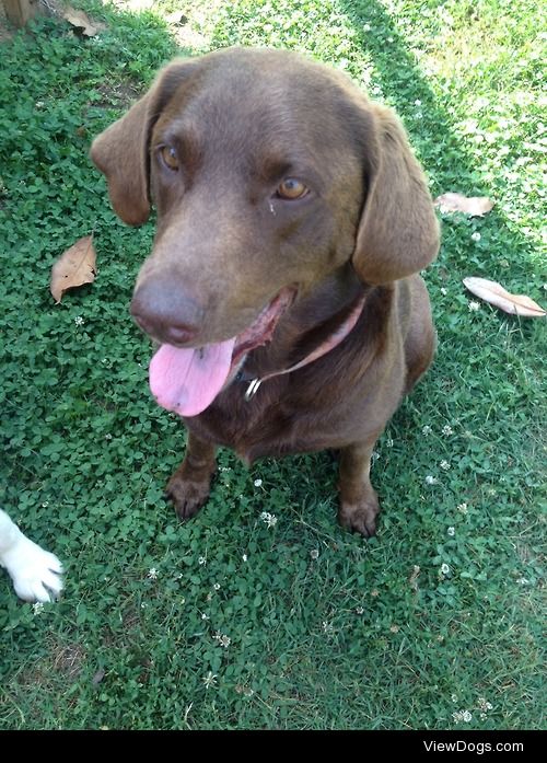 my 5 yr old lab zeke wants to fetch all the time!!