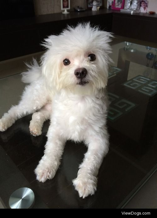 Maltese 2 year old cookie :)