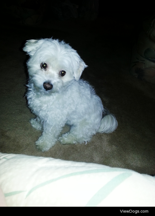 Ceasar, the Coton de Tulear :)