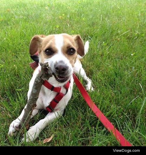 Ollie, 7 year-old Jack x Beagle mix