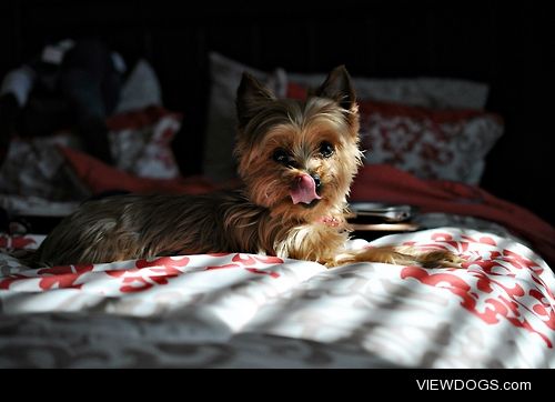 Milli, 5-year-old Yorkshire Terrier
