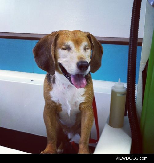 Blind beagle Beagle fears no suds. 