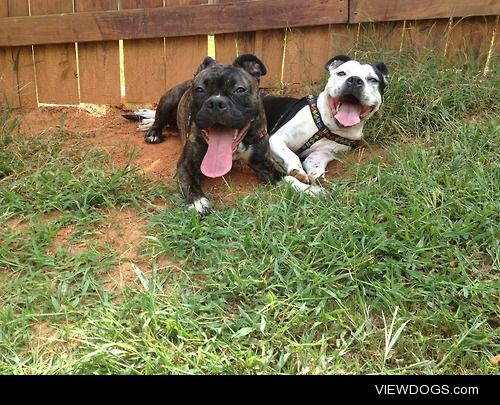 Meet Olivia & Raja. 3 yr old Pitbull Terrier Sisters. 