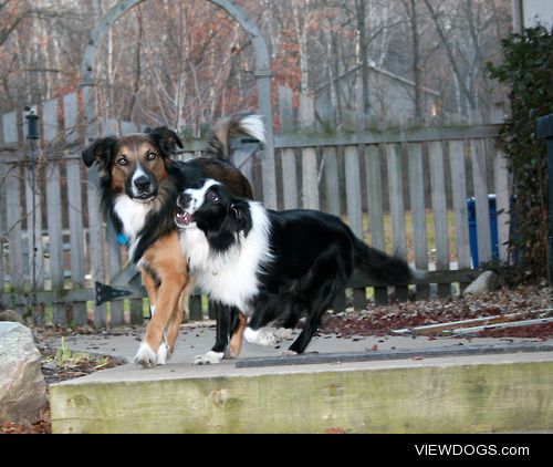 Best buddies, Audie and Chucky a pair of English Shepherds.