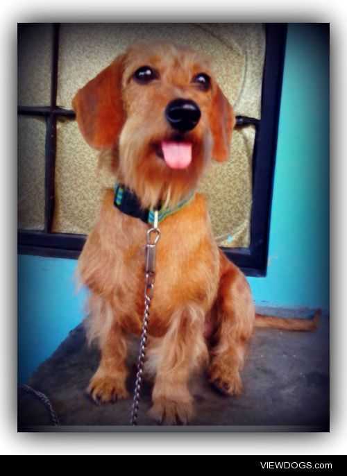 My gorgeous 2yr. old Poodle – Dachshund mixed “Maui”…