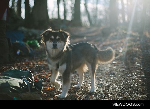 Ellie on the trail in Catoctin MD. Two-year old husky mix
(photo…