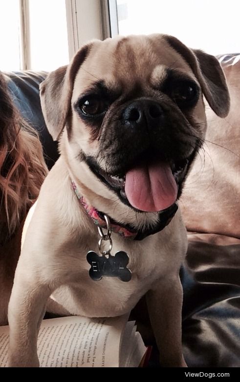 Emma aka Embone
Puggle
1 year