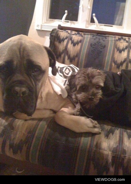 7 year old bullmastiff bear and 5 year old haveapoo peanut love…