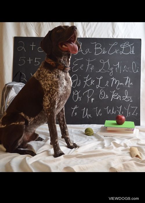 This is Bocephus. He is a 1 year old German Shorthaired Pointer…