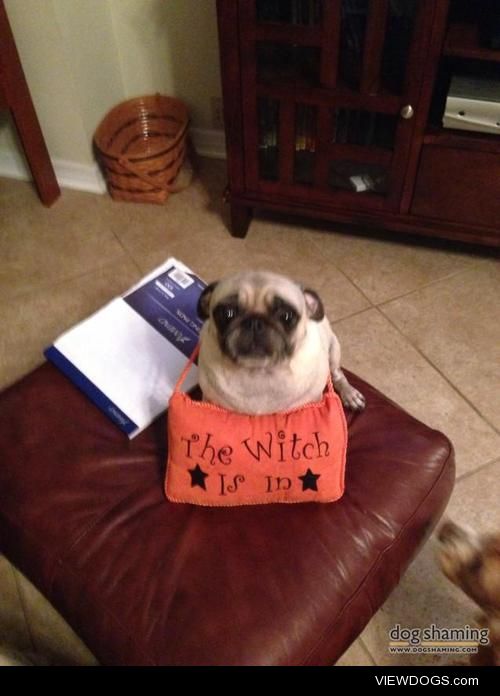 pug-witch

My name is Bella, I scratch all day and night and run…