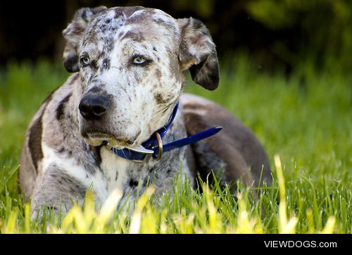 Kenzie, a Catahoula Leopard Dog