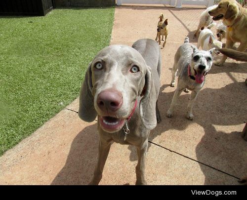 Piper, looking extremely happy to be at doggy daycare. :-)