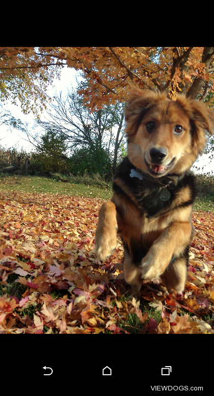 Elliott is a Golden Retriever/German Shepherd mix that loves to…