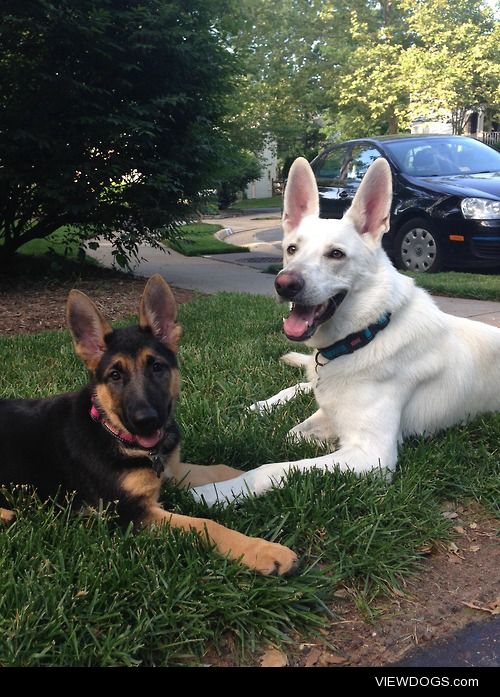 Our 1 year old white German Shepherd, Stark, and our 11 week old…
