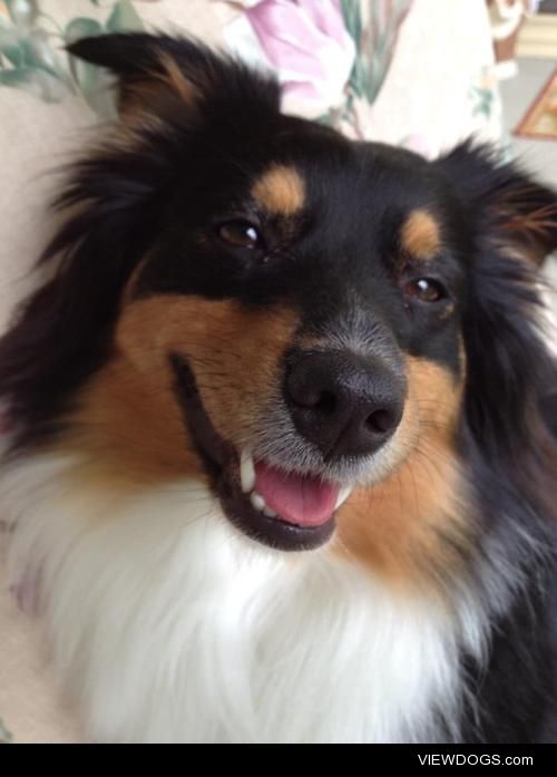 My 3 year old Miniature Australian Shepard – Cinder 