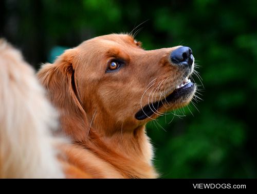 Rickles the Golden Retriever. A very handsome boy.