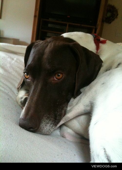 Lilly – German Shorthaired Pointer
