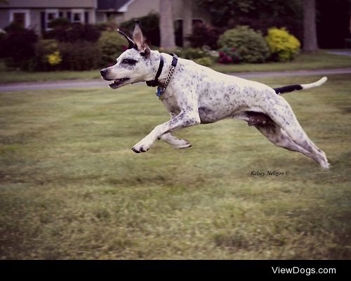 My rescue dog, Ruger, chasing moths outside! He’s a…