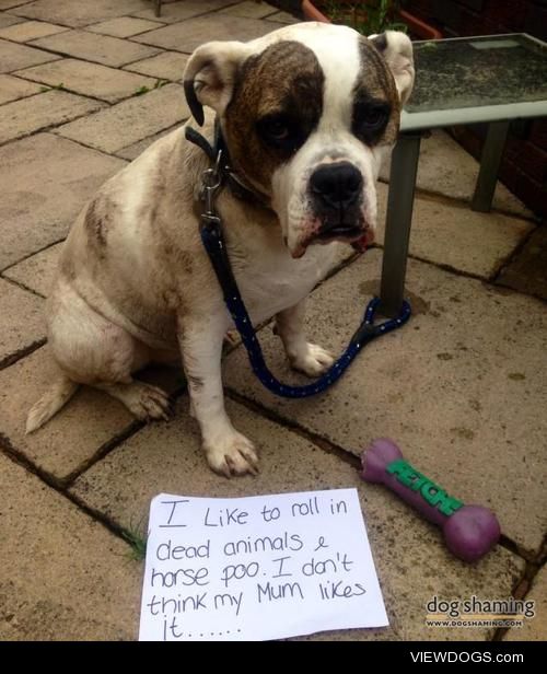 Look into my eyes

This my beautiful but naughty American Bull…