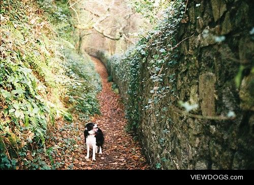 Jessie the border collie. 