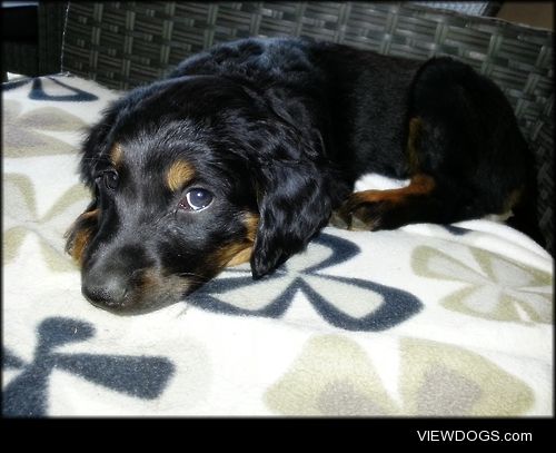 Saria, my 8 week old irish/gordon setter puppy.