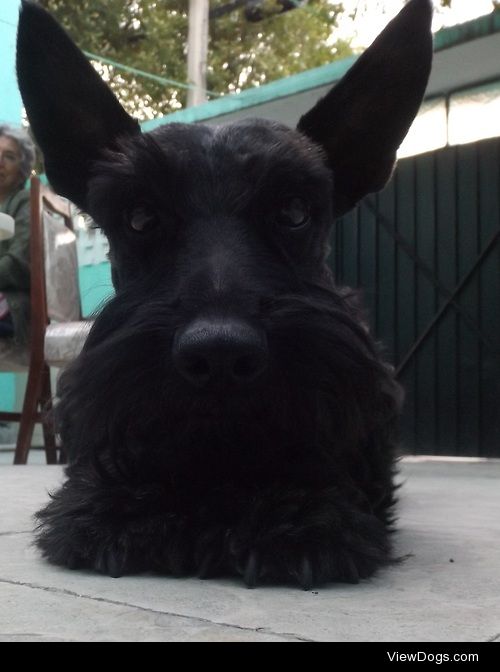 This is Bruce! He’s a Scottish Terrier, he’s my little baby. I…