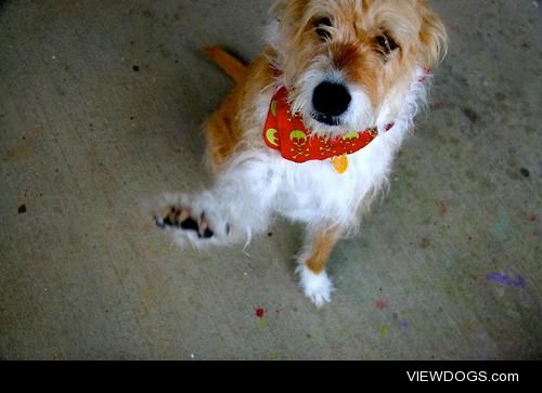 This is my 7 year-old terrier mix, Ollie. He’s the…